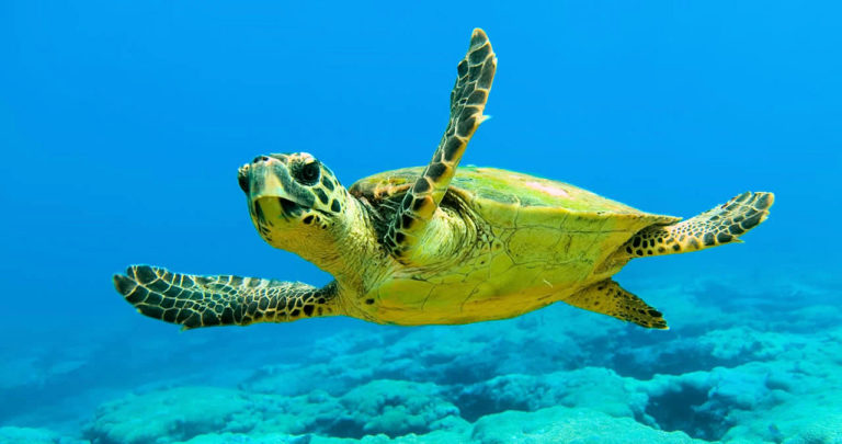 Caretta Caretta Kaplumbağları