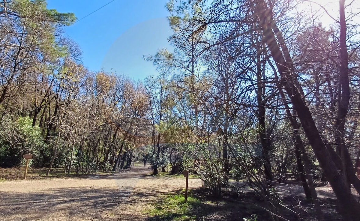 Marmaris Milli Parkı - Marmarisim Günnücek park alanı sığla ağaçları, Marmaris Milli Parkı