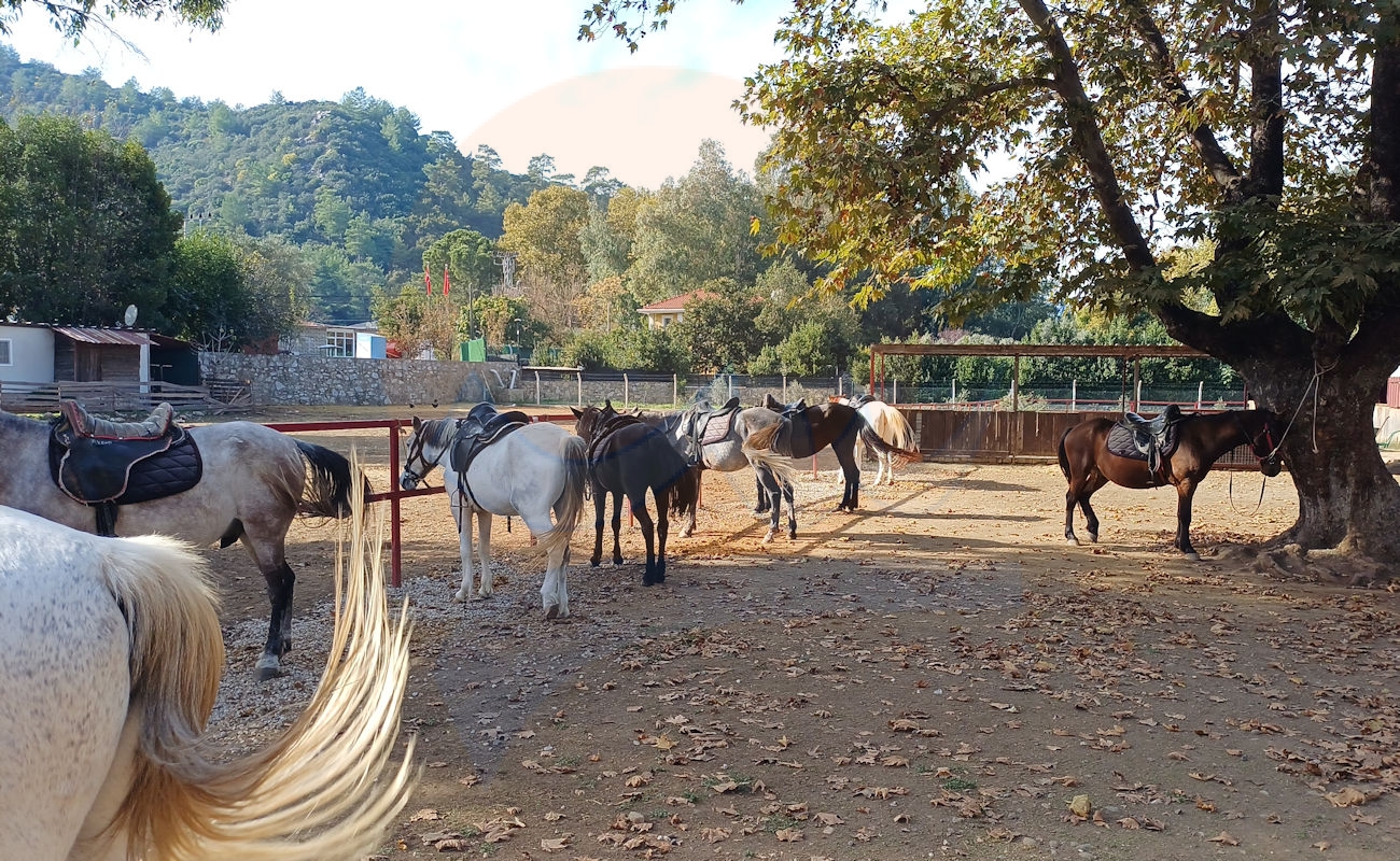 Marmaris Pınar At Safari #image_title