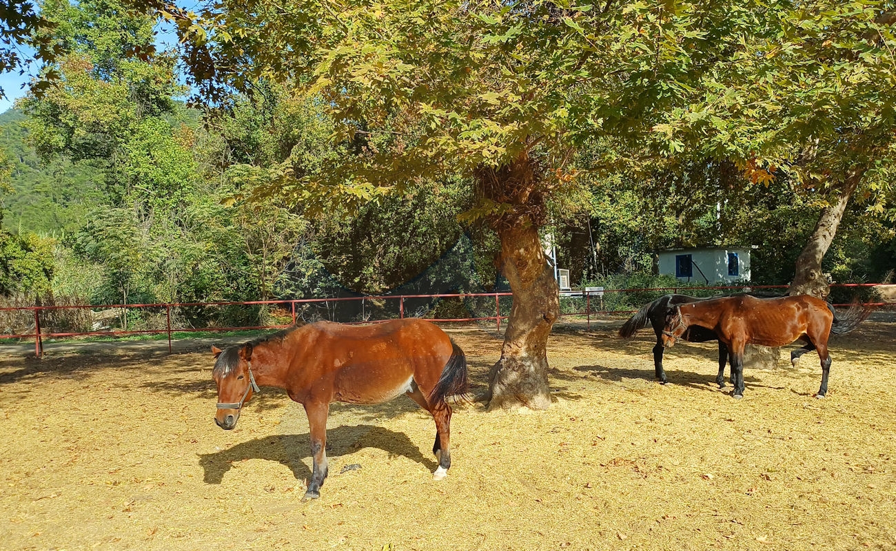 Marmaris Pınar At Safari #image_title