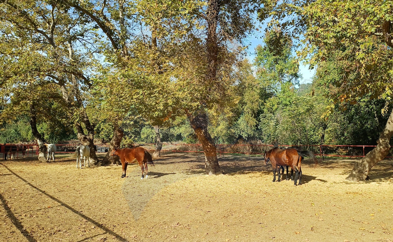 Marmaris Pınar At Safari #image_title