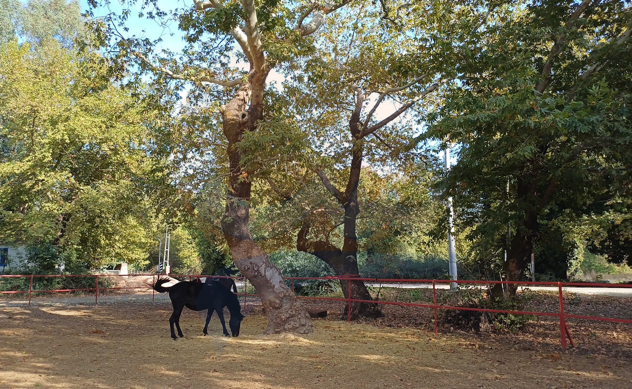 Marmaris Pınar At Safari #image_title