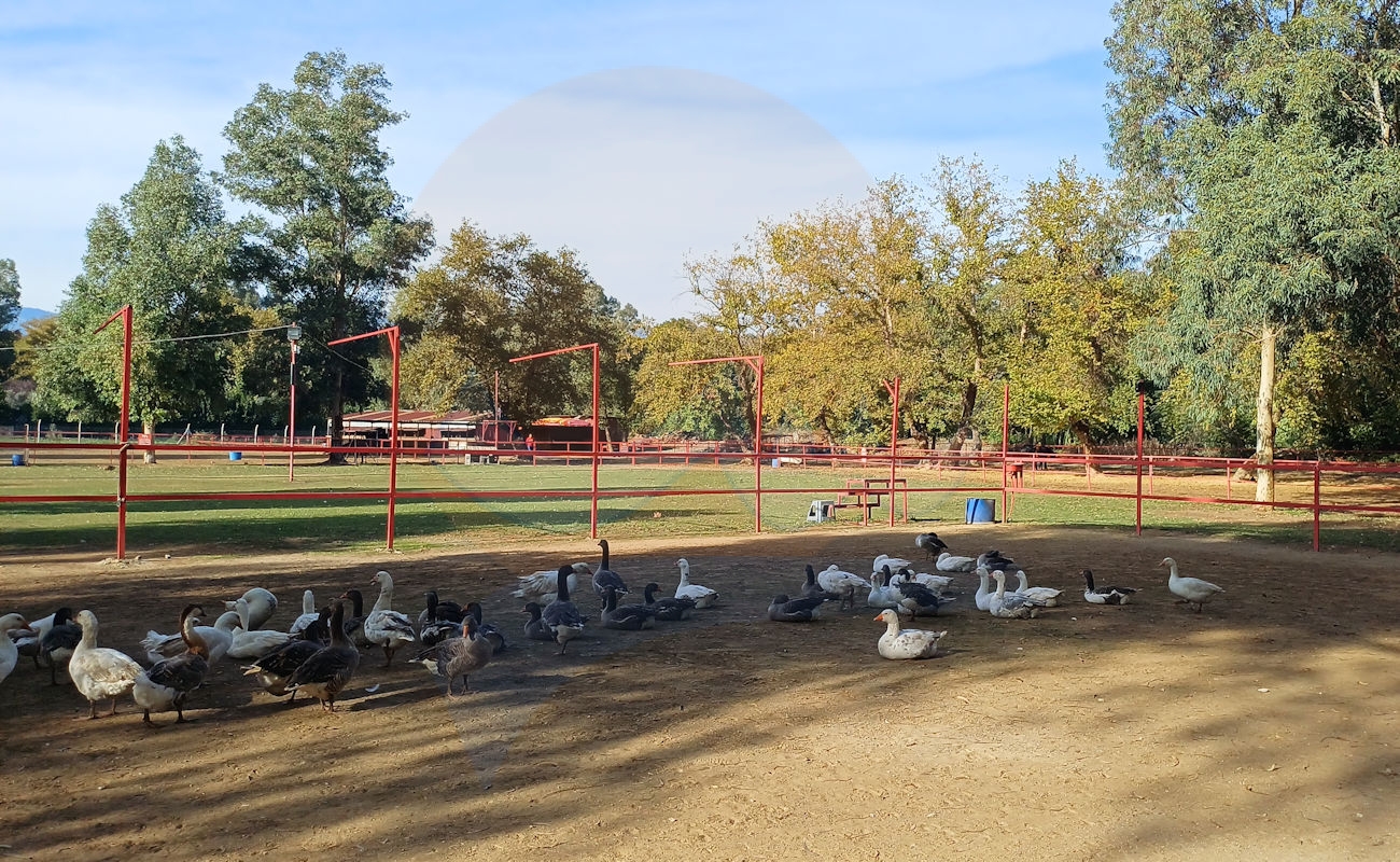 Marmaris Pınar At Safari #image_title